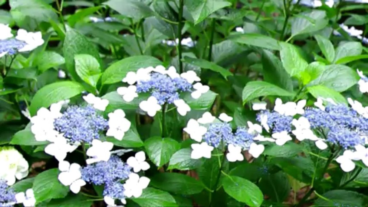 紫陽花