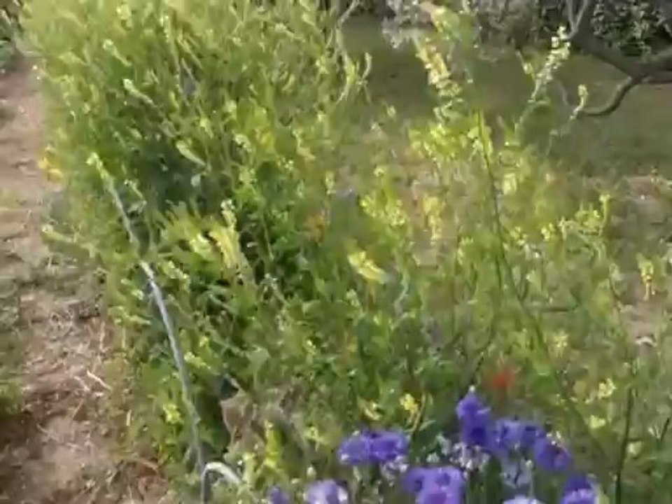 Tour du jardin 2013