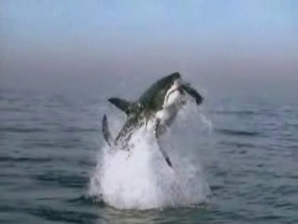 Requin