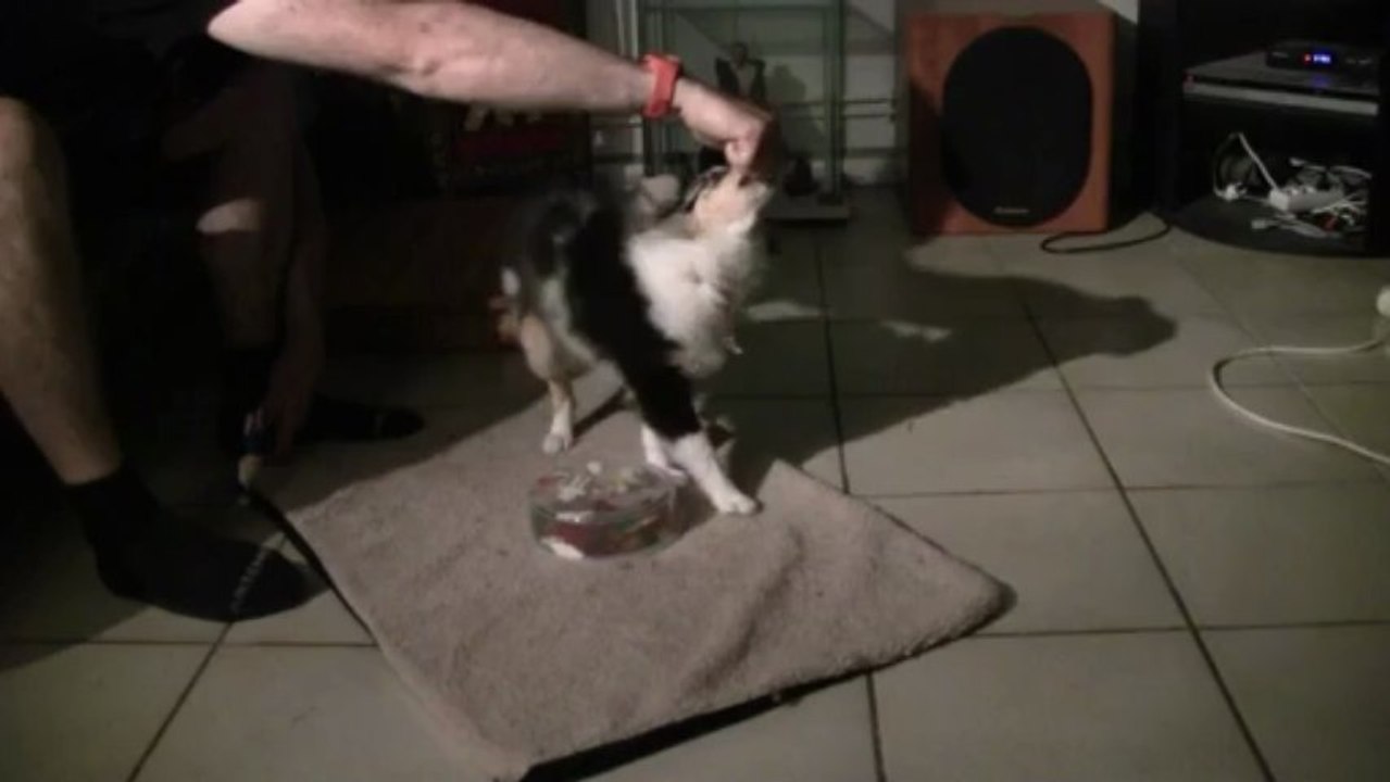 iokko et le bol