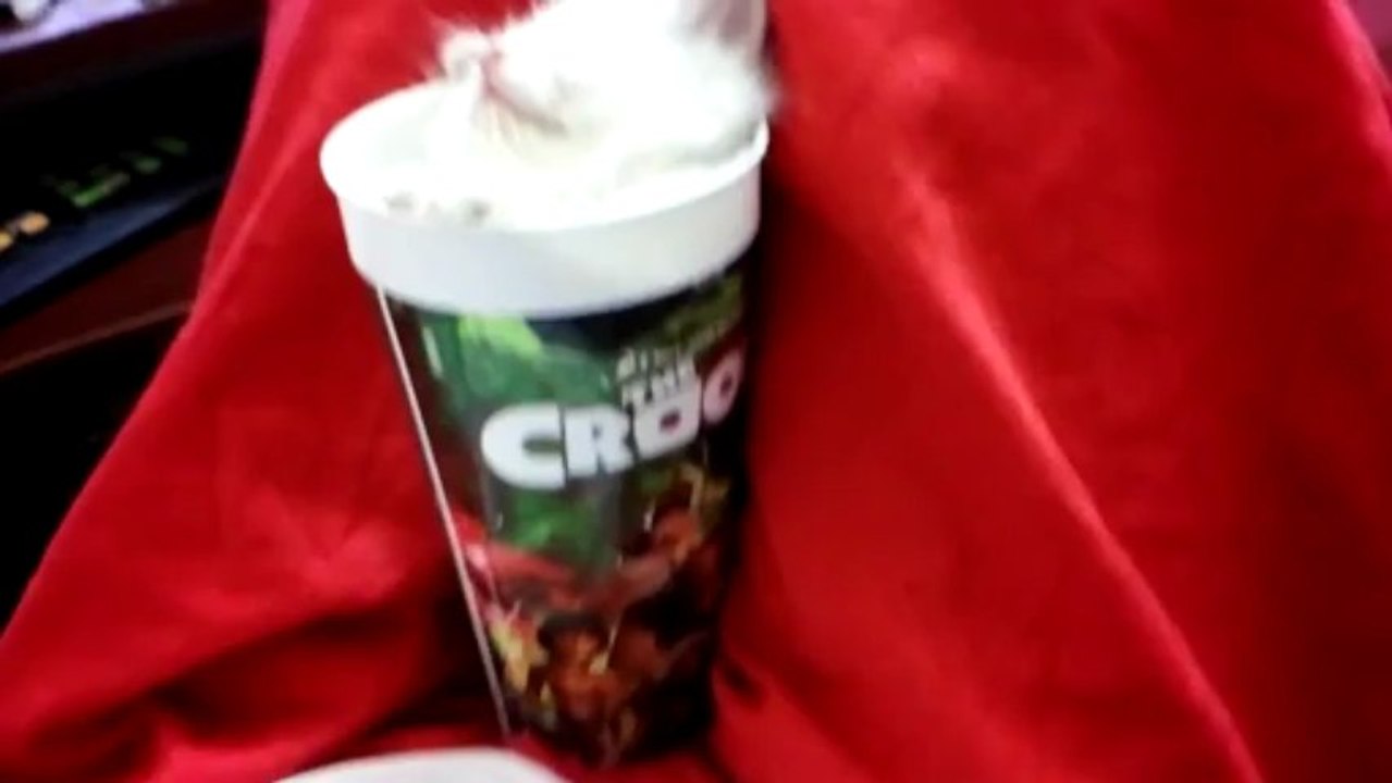 Kitten falls asleep in a cup