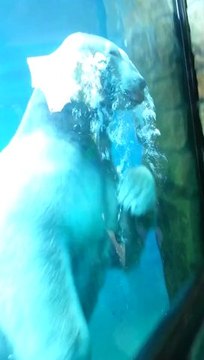 Polar bear performs some underwater acrobatics