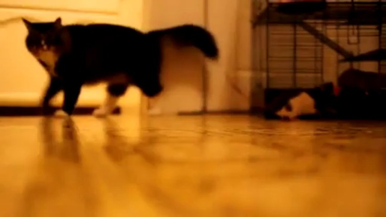 Rat plays fetch