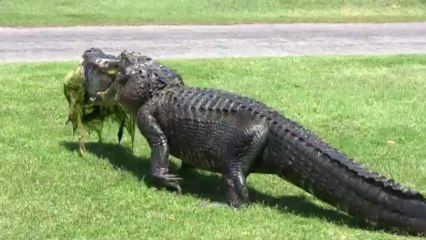 Alligator strolls across golf tee box with its catch