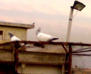 our Ladla breed > 111 bary prindon ko winer 5 kali y/b 5:30 am to 6 :43pm