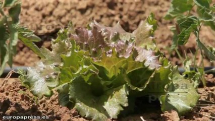 Anabel Alonso inaugura en Madrid el Huerto Bonnatur