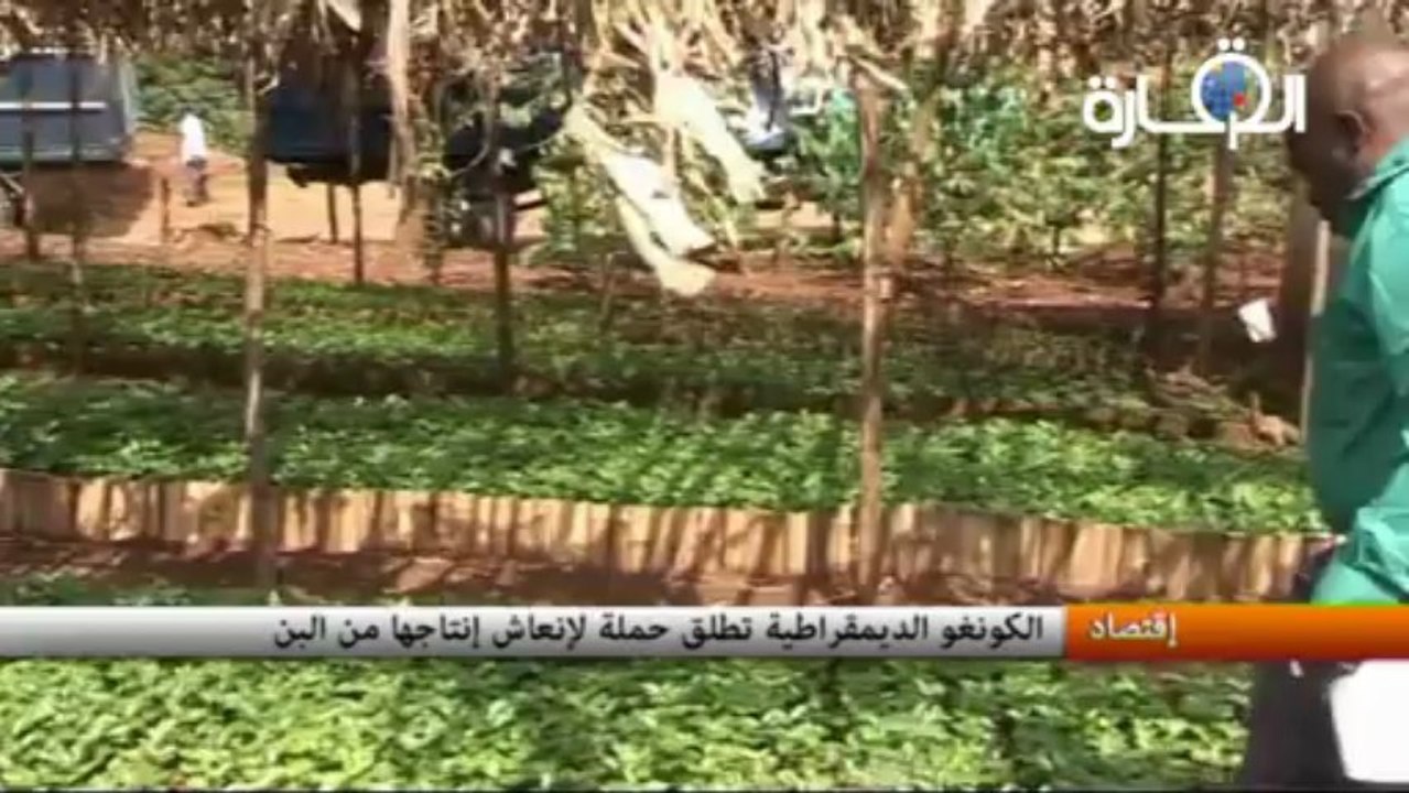 الكونغو الديمقراطية تطلق حملة لإنعاش إنتاجها من البن