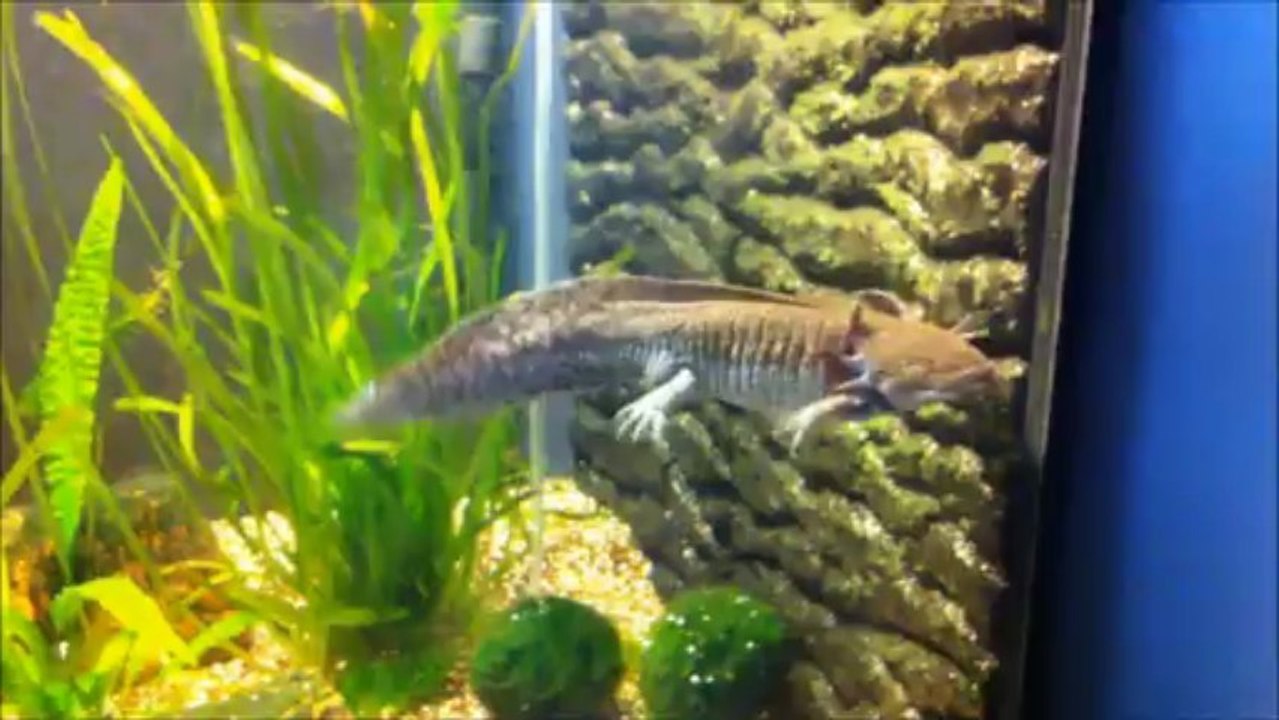 Azrael & Muila (Axolotl = Ambystoma mexicanum)