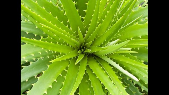 Aloe Vera for Hepatitis C: Lloyd Wright, Author of Hepatitis C: Guide for Health, on a Miracle Plant with Wide Range of Benefits