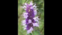 Hyssop Tea for Cleansing: Lloyd Wright, Author of Hepatitis C: Guide for Health, on Hyssop Tea for Detox, Energy & Cleansing