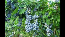 Blueberry Extract for Hep C: Lloyd Wright, Author of Hepatitis C: Guide for Health, Blueberry Extract Slows Replication of Hep C Virus in Patients