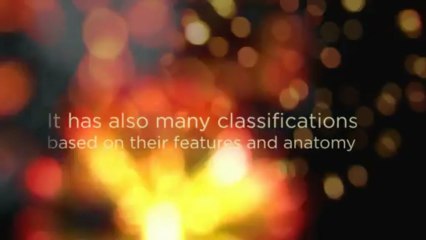 10 Facts About Spiders