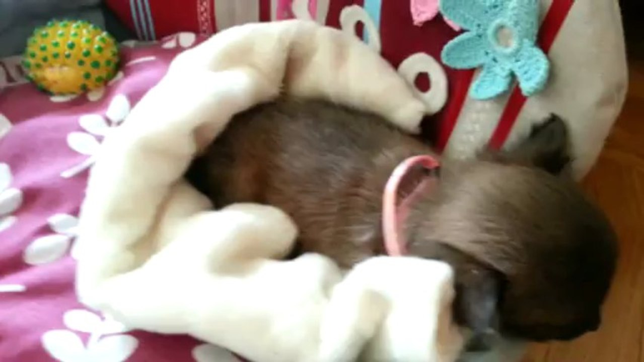 J2. Igloo sieste