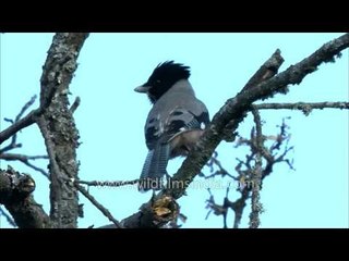 Black-headed Jay in the Himalaya