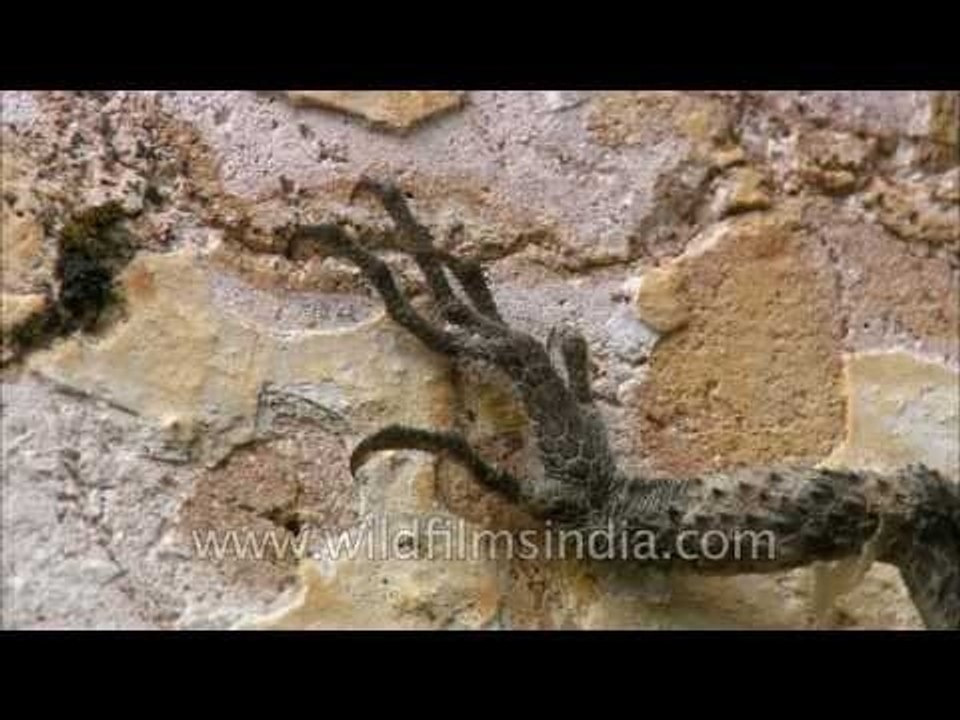 Lizard's bumpy toes!
