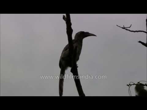 Hornbill pair sit atop a Ficus tree, in nesting season
