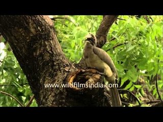 Indian President's Grey Hornbill