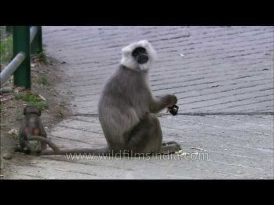 Uttarakhand: Mother Langur eats a roti
