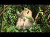 Uttarakhand: Langur relaxes amidst greens