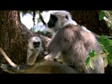 Family of Gray Langurs resting on trees