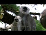 Joys of the mother: Gray Langur in Uttarakhand