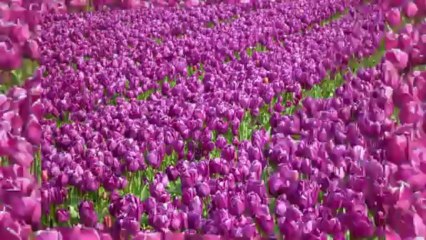 01/05/2013 Champs de tulipes à La Torche