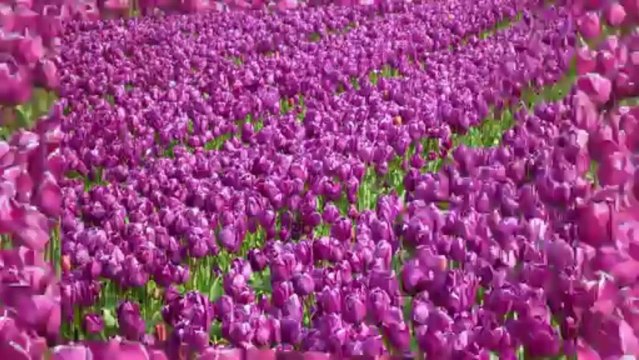01/05/2013 Champs de tulipes à La Torche
