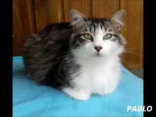 BEAUREGARD - DES CHATS DANS L'ATTENTE DE LEUR PART DE BONHEUR