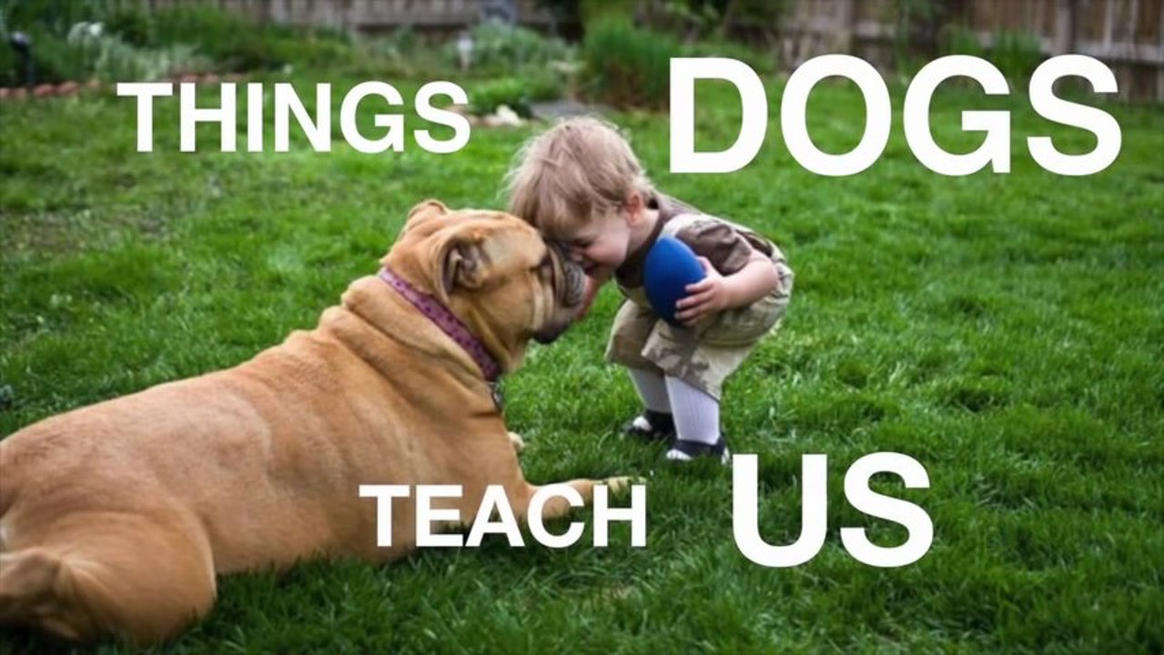 Ce que les chiens nous apprennent