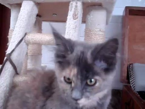 IRIS le 22 juin 2013 portee maine coon du 23 mars 2013 DSC05706 (16)