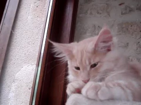 ISKA le 22 juin 2013 portee maine coon du 23 mars 2013 DSC05706 (18)