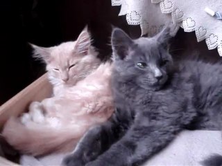 le 22 juin 2013 ISIDORE et ISKA portée maine coon du 23 mars 2013 MOV05831