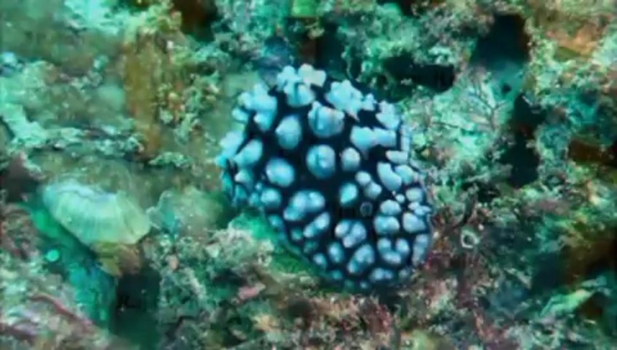 Plongées Thailande 2012 MKP