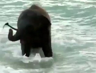 The elephant enjoys a beach bath