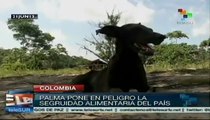 Continúan movilizaciones de campesinos del Catatumbo colombiano