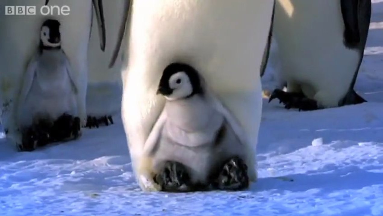 Bébé manchot marche avec sa mère