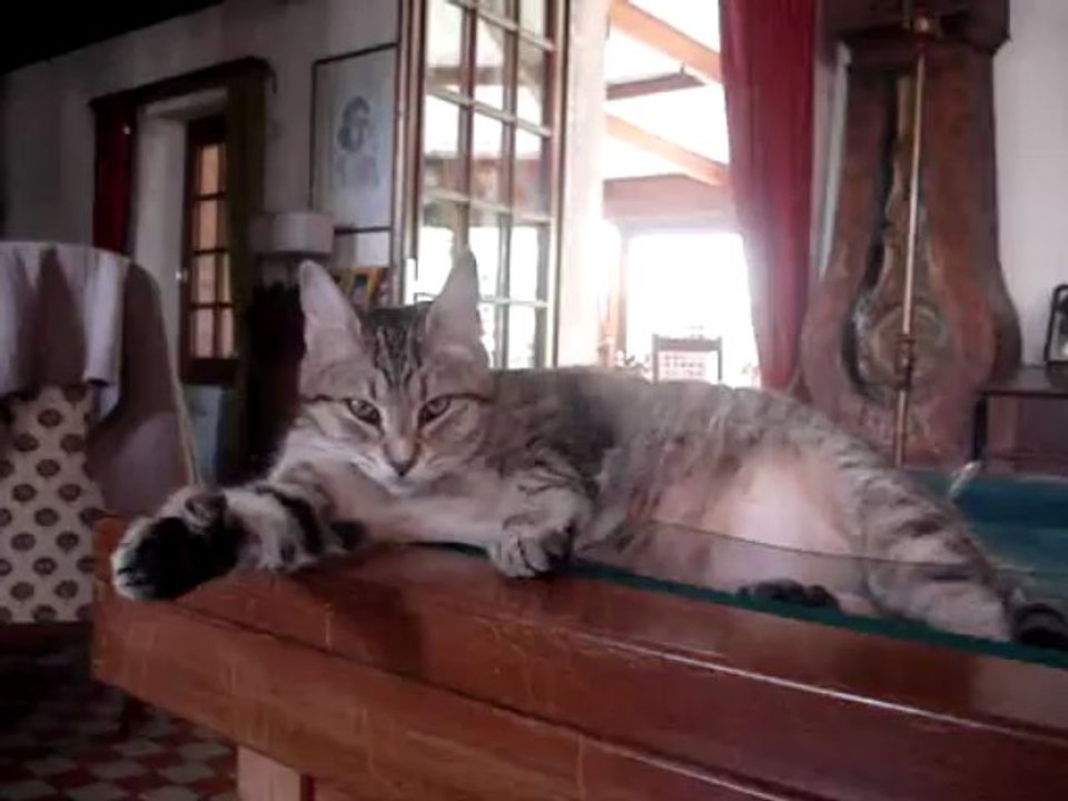 HIPOP le 22 juin 2013 chatterie du grand meaulnes pixie-bob sans pedigree  DSC05706 (2)