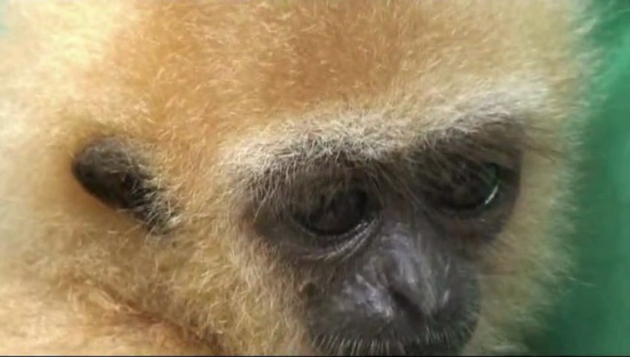 Kalaweit Juin 2013 / Man eater croc / sunbear / gibbons / paramotor