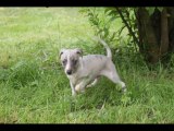 CHIOTS WHIPPETS DISPONIBLES DE LA VALLEE DES BARONNIES JUIN 2013