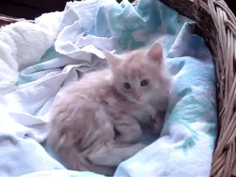 chatterie du grand meaulnes portée maine coon du 23 mars 2013 video du le 14 mai 2013 DSC05061 (1)