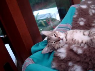 chatterie du grand meaulnes Fauve pixie-bob video du 29 aout 2010 019