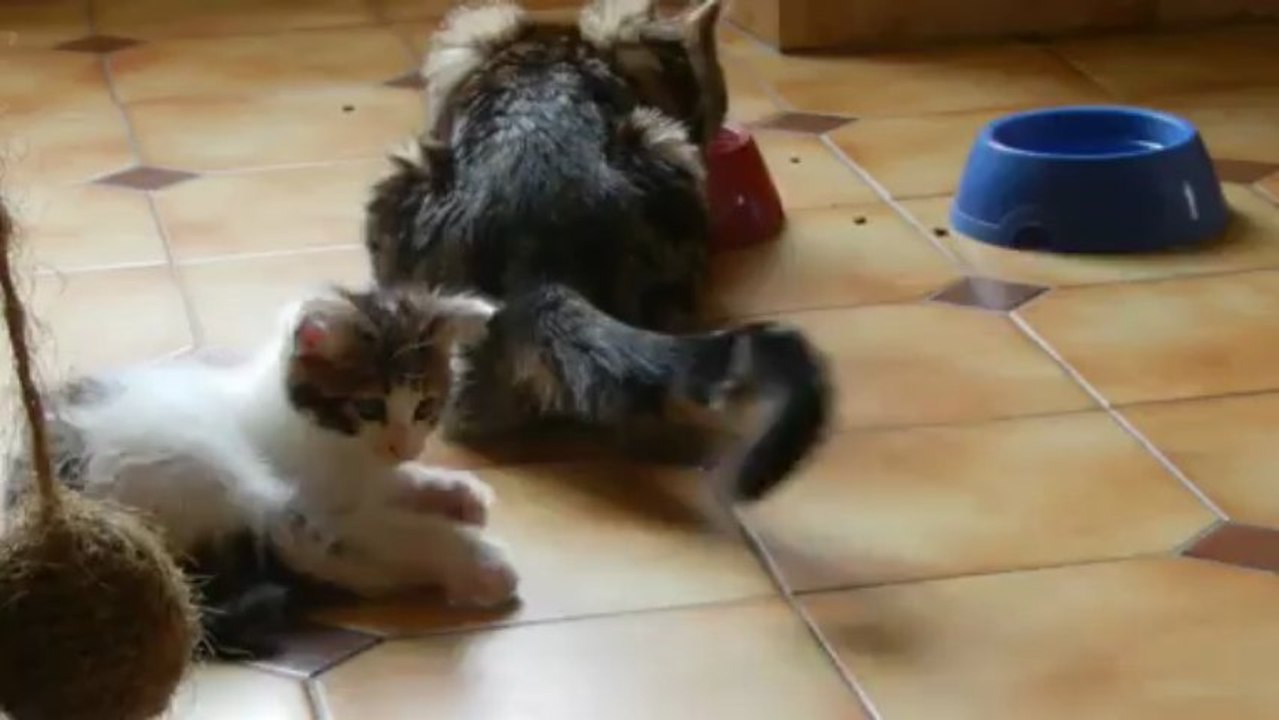 La chatte est bien patiente