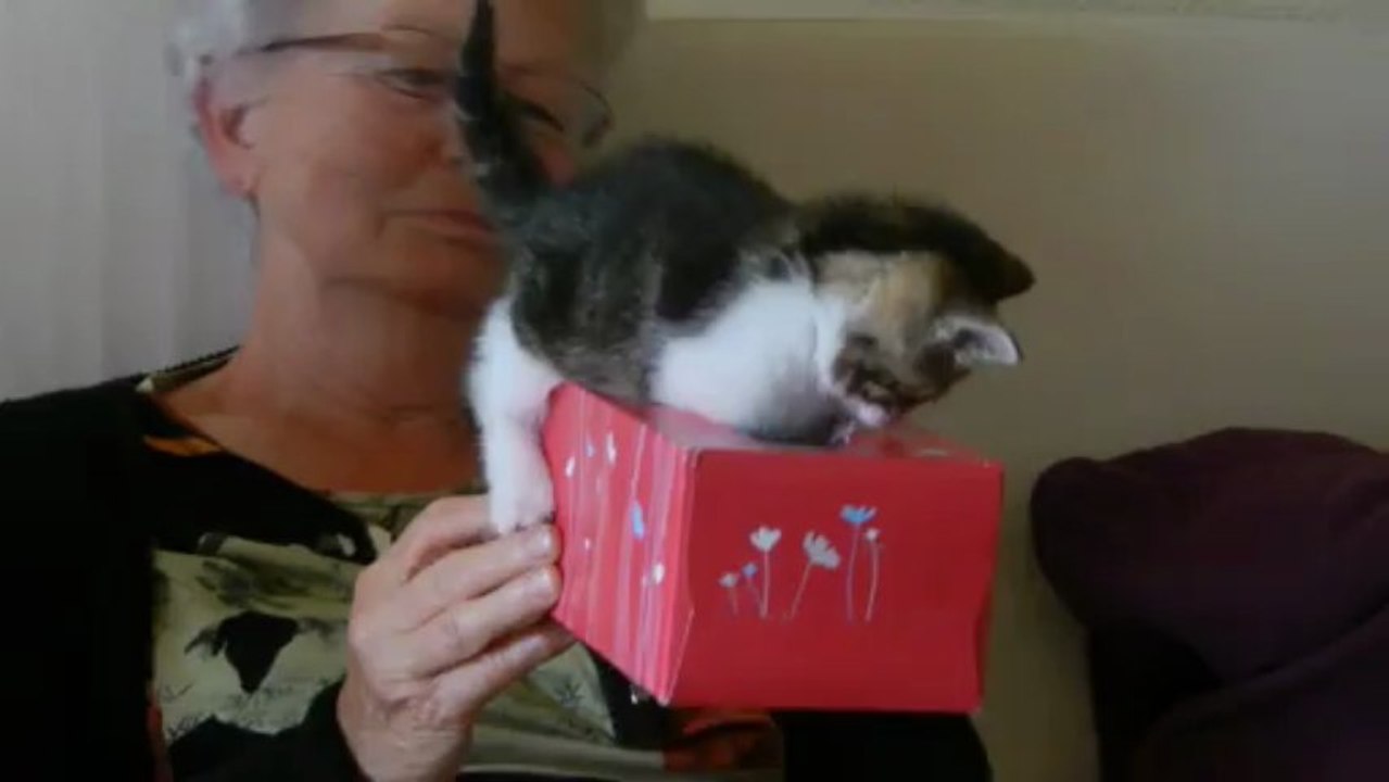 Mamie joue avec les chatons