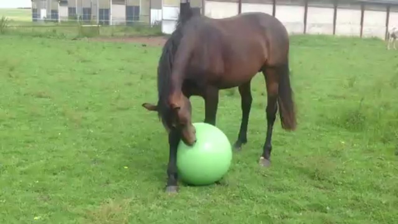 Retour du ballon pour Bébou 2 ans