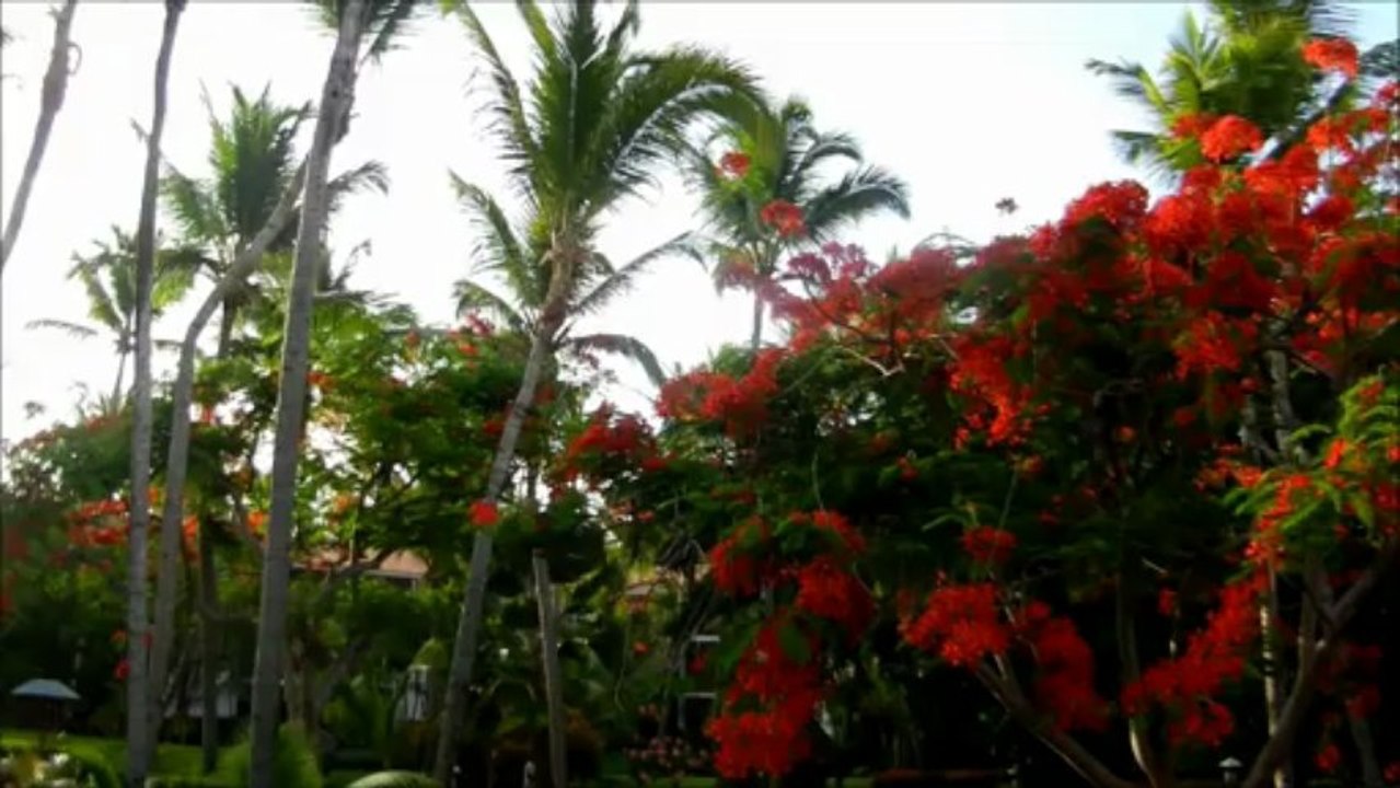 Rémi Orts Project & Zara Angel - what did i've done