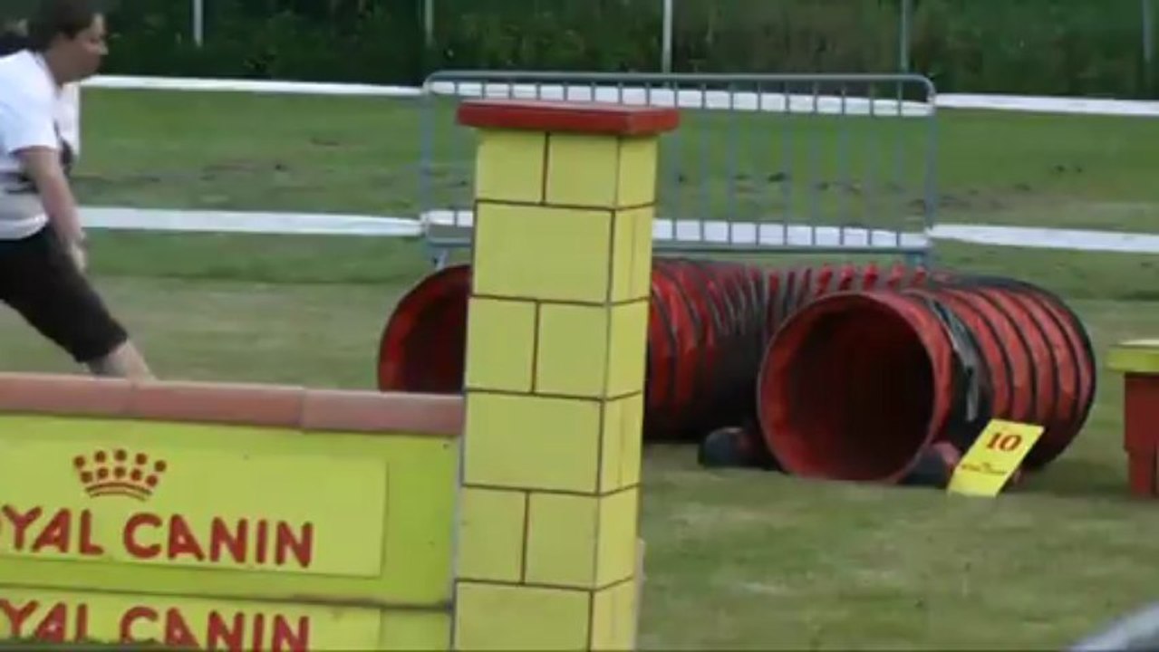 Dixie 3 ème degré concours d'agility d'ingwiller 22/06/2013