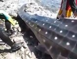 Whale shark still alive, dying after fins were cut off