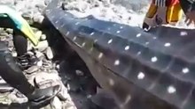 Whale shark still alive, dying after fins were cut off