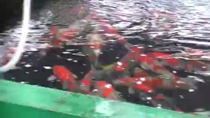 Visite chez Aoki (éleveur de Carpe Koi au Japon)