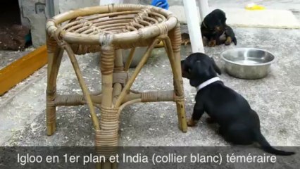Les chiots de Ginn & Fizz à 41 jours